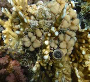 So unterschiedlich können Korallen sein