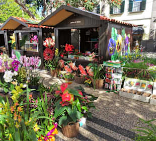 Impressionen vom Blumenfestival in Funchal