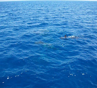 Die ersten Delphine tauchen auf