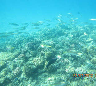 Am Hausriff direkt vor dem Hotel