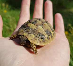 Unbedingt aufpassen wo man hintritt!