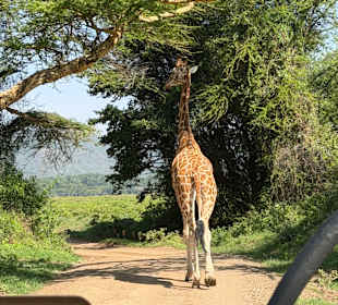 Giraffe im Lake Nakuru NP