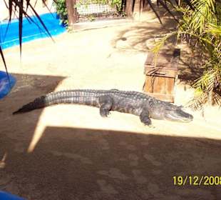 Gladiator vom Oasis Park