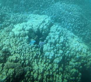 Schnorcheln Makadi Bay