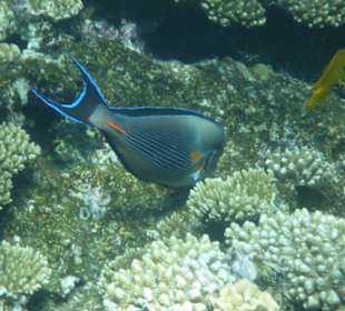 Delfinschwimmen 21.09.