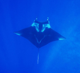 Manta am Hausriff