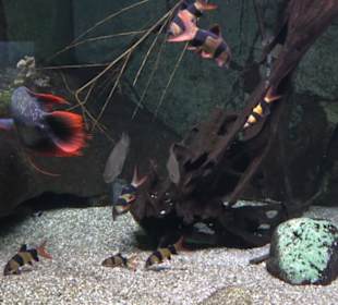 Tierpark Hellabrunn - Fische