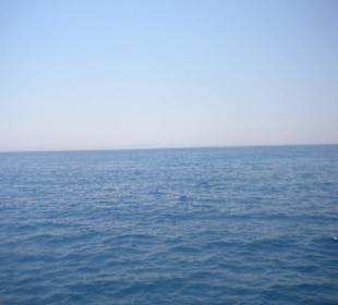 Delphinausflug mit Mohamed