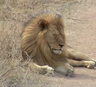 Serengeti - die Löwen lassen sich nicht stören