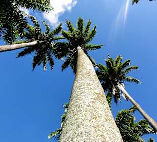 Mehr als 30 m hohe Königspalmen bilden die Allee