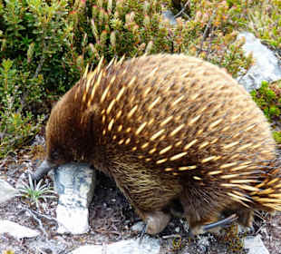 Cradle Mountain-Lake St.Clair NP - Echnida