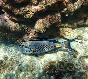 Unterwasserwelt Musandam