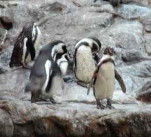 Größte Pinguin-Anlage der Welt im Loropark