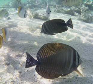 Schnorcheln Abu Dabbab