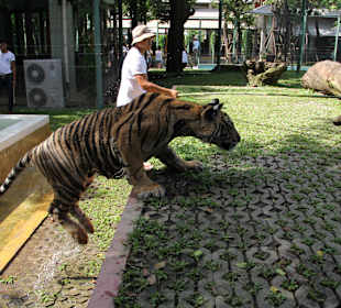 Zabawa tygrysa Tiger Kingdom