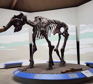 Das größte und besterhaltene Mammutskelett Europas