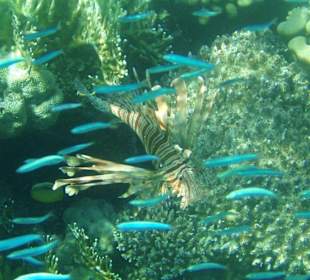 Feuerfisch im Schwarm