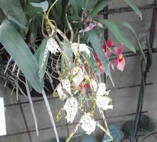 Orchidee im Tropenhaus