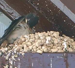 Es ist schwarz-weiss und sitzt im Gebälk