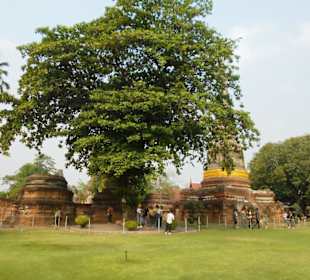 Wat Yai Chai Mongkon