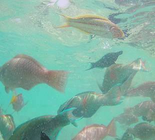 Schnorcheln Makadi Bay