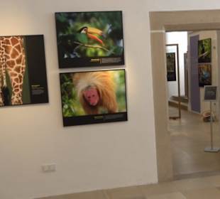Museum für Ur- und Frühgeschichte