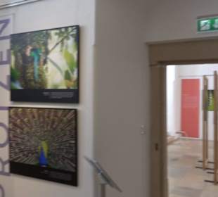 Museum für Ur- und Frühgeschichte
