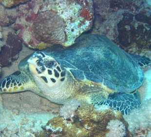 Schildkröte beim Mittagsschläfchen