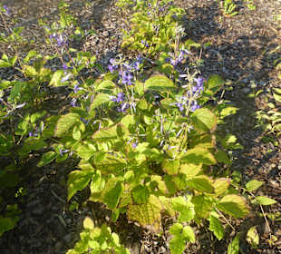 Universitätsbibliothek Warschau