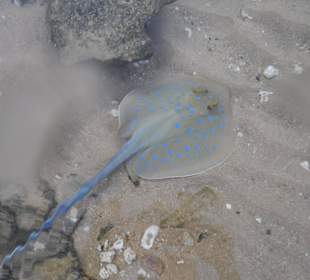 Blaupunktrochen. Hotel Prima Life Makadi Bay