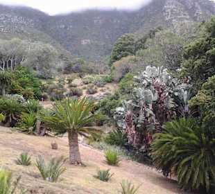 Botanischer Garten Kirstenbosch