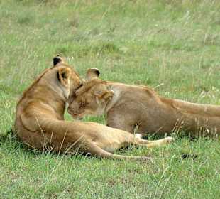 Die turtelnden Löwinnen