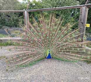 Tierwelt Herberstein