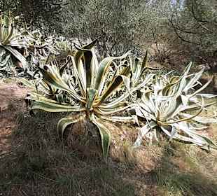 Zur Burg durch den Botanischen Garten!