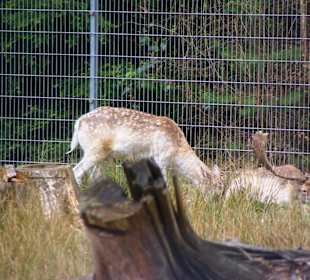 Wildgehege Hirsche