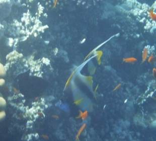 Schnorcheln Hausriff Tulip Resort Marsa Alam 