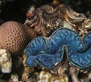 Schnorcheln Hurghada