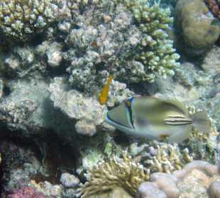 Picassodrückerfisch am Hausriff aussen