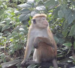 Raja Wasala Park - Wace Park