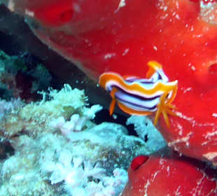 Schnorcheln Makadi Bay