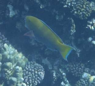 Schnorcheln Hausriff Tulip Resort Marsa Alam 