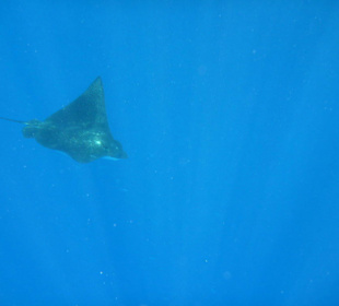 Erlebnis am Hotelstrand