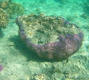 Schnorcheln Hurghada