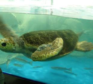 Sea Life