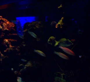 Palma Aquarium
