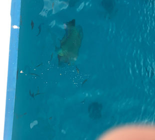 Bootstour Napoleon Fisch