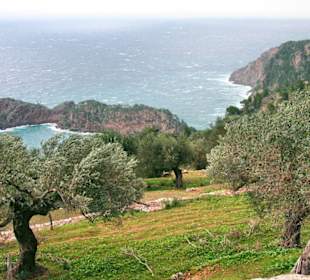 Olivenhain- Monestir de Miramar