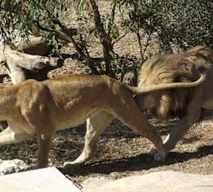 Die obersten des Dschungels