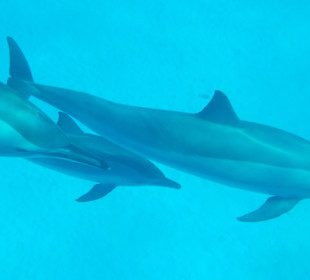 Delfine am Hotelriff