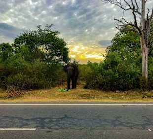 Elefant neben der Landstrasse